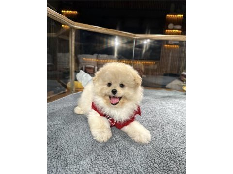 Muhteşem tatlılıkta maltipoo yavrumuz