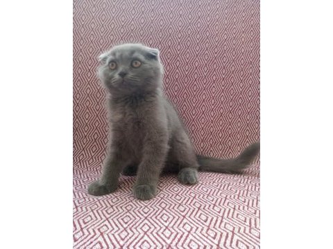 Uygun sahiplendirilecek scottish fold
