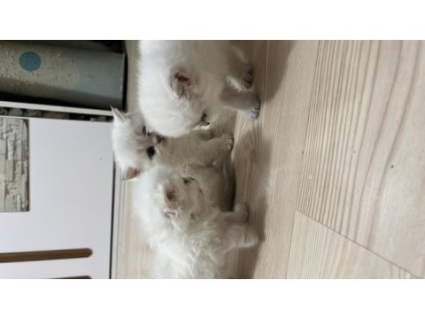 British shorthair yavrular (açıklamayı okuyun)