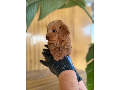 Toy poodle ve maltipoo yavruları
