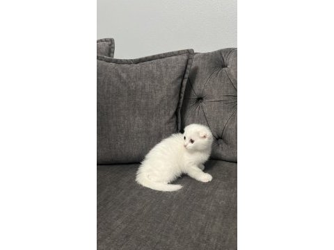 Karbeyaz dişi scottish fold