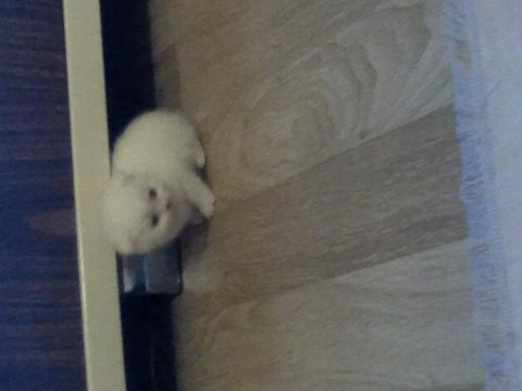 1.5 aylık 4 yavru scottish fold