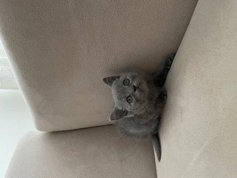 British shorthair dişi yavru