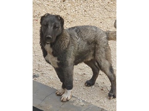 Safkan kangal köpeğimiz