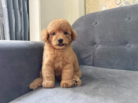 Toy poodle cinsi bebeklerimiz