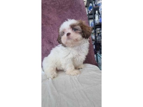 Shih tzu bebeklerimiz yeni yuvasına gitmeye hazırdır