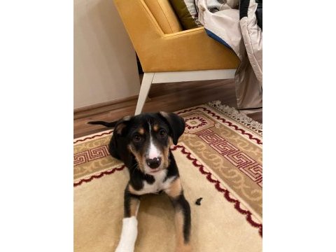 Yaklaşık 2 aylık dişi köpeğimize kalıcı yuva arıyoruz