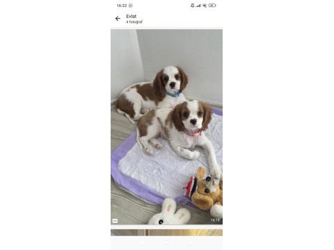 Acil verilecek cavalier king charles