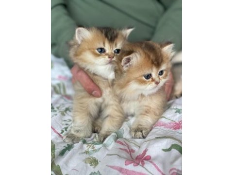Safkan british longhair yavrular yuva arıyoruz
