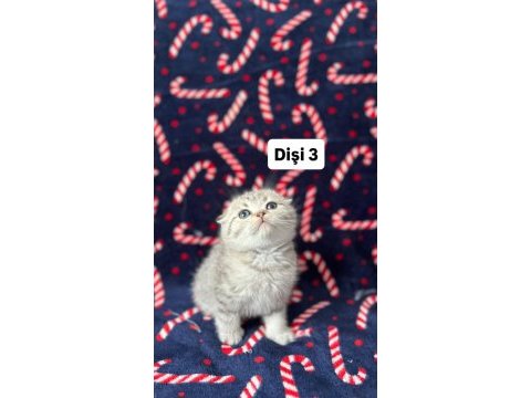 5 adet british shorthair yavrularımız