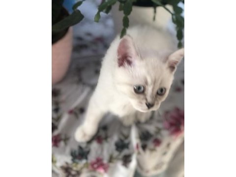 Baba şecereli scottish fold anne british orijinal bebekler