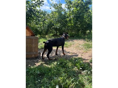 1 yaş erkek doberman