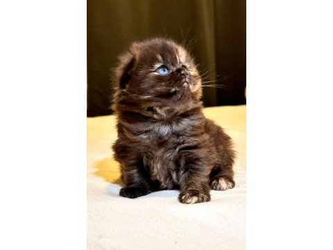 Scottish fold yavrularımız ayı surat