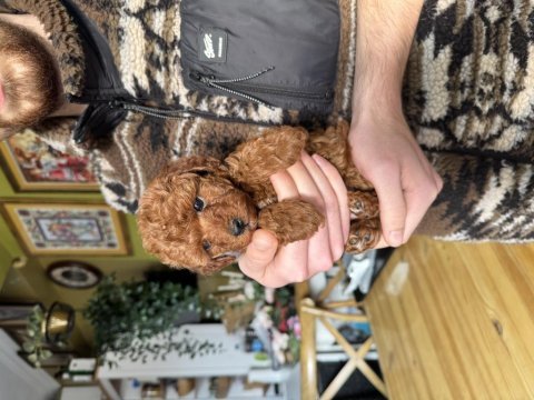 Teacup poodle yavrumuz