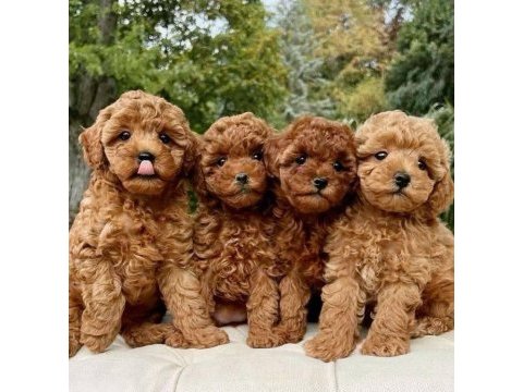 Kg garantili toy poodle yavrular