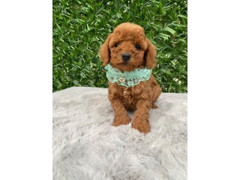 Toy poodle bebekler