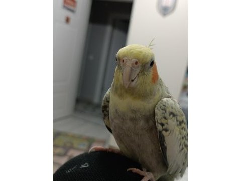 Sultan papağını ele alışkın sevecen