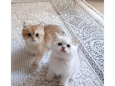 Safkan british shorthair yavrular