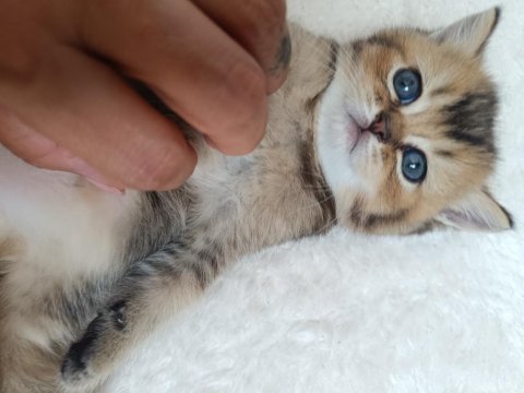 Muhteşem sevgi dolu british shorthair yavrular