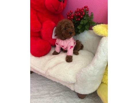 Toy poodle 2 aylık