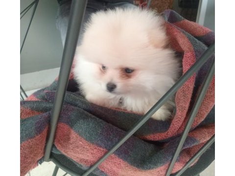 Dişi pomeranian boo beyaz renk