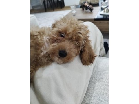3 buçuk aylık poodle iyi bakılmış aşı karnesi var