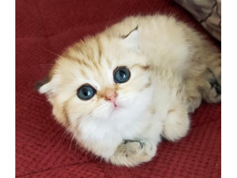 Golden ve silver scottish fold yavrular