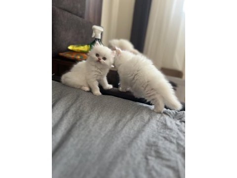 1 haziran doğumlu rezerveye açık chinchilla kediler