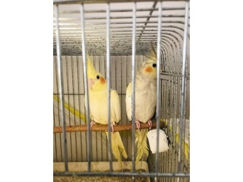 Sultan papağanı kırmızı göz