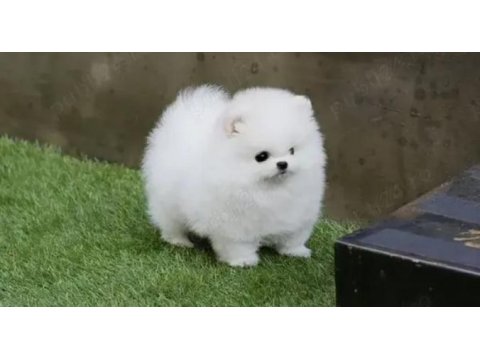 Boo garantili pomeranian yavrularımız