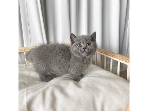 British shorthair yavruları