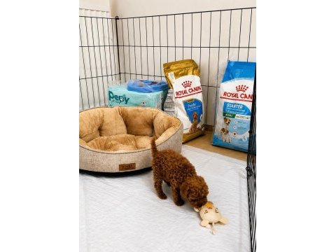 Orjinal tertemiz ev üretimi toy poodle