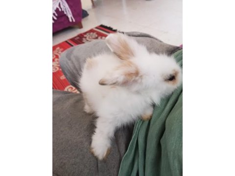 Teddy hollanda lop yavru tavşan