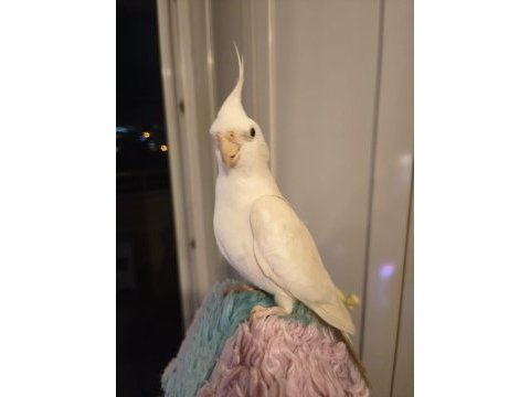 Damızlık erkek albino sultan papağanı erkek