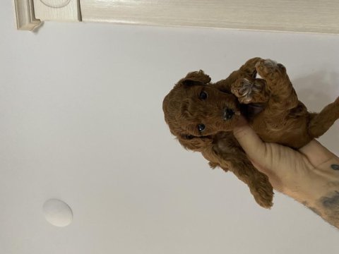 Dünyalar tatlısı toy poodle