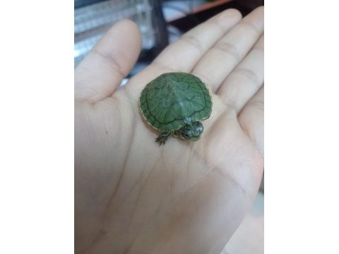 Bebek kırmızı yanak su kaplumbağası