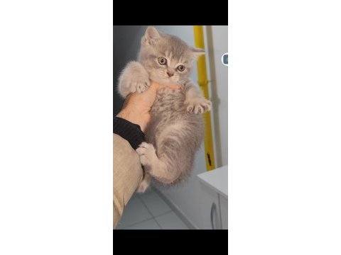 British shorthair yavru kedimiz