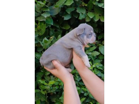 Dizzy rascal french bulldog yavruları yeni ailelerini arıyor