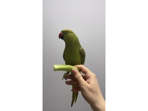 8 aylık evcil pakistan papağanı