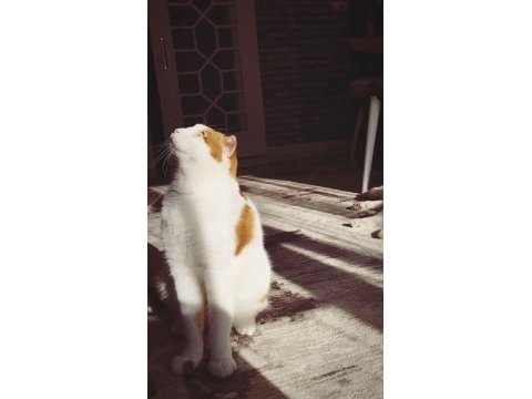Scottish fold van mix beyaz turuncu