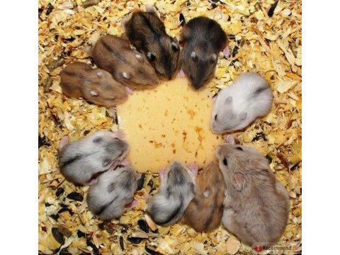 Aynı gün adrese teslim hamster yavru ve setleri