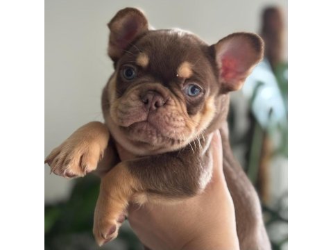 New shade rojo and tan erkek french bulldog