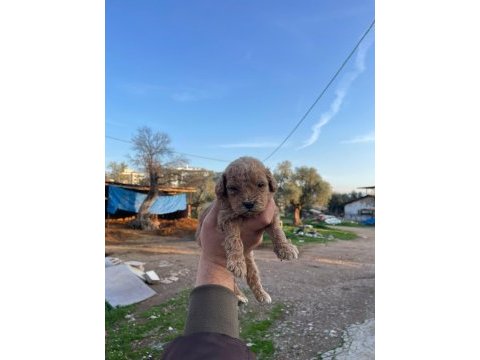 3 kg garantili maltipoo bebekler
