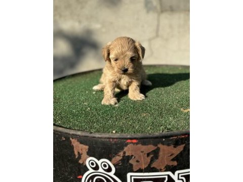 A kalite sıfır numara maltipoo yavrumuz
