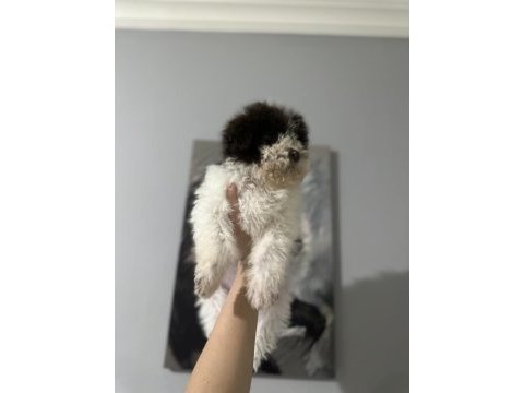 Normaline göre daha minik boy lagotto bebekler