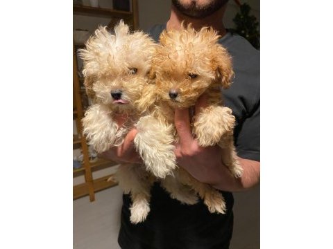 Apricot kilo garantili poodle yavrular