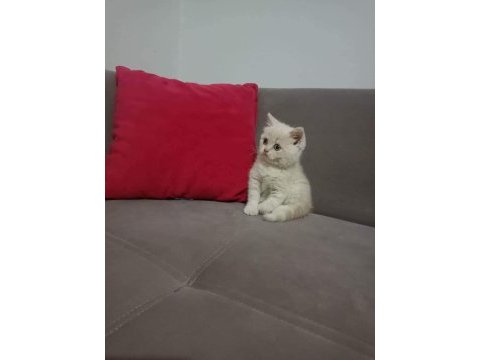 2 aylık erkek british shorthair
