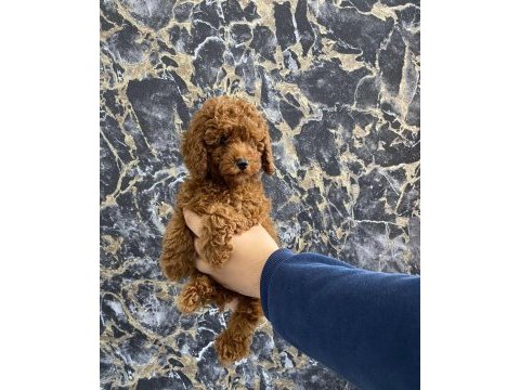 Toy poodle yavrularım orijinal
