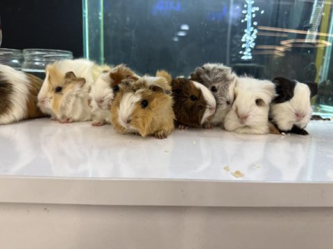 Ginepig yavruları city pet