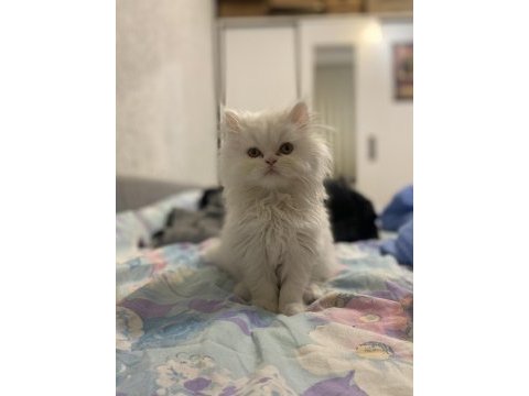 3.5 aylık erkek chinchilla yavrumuz sahiplendirilecektir